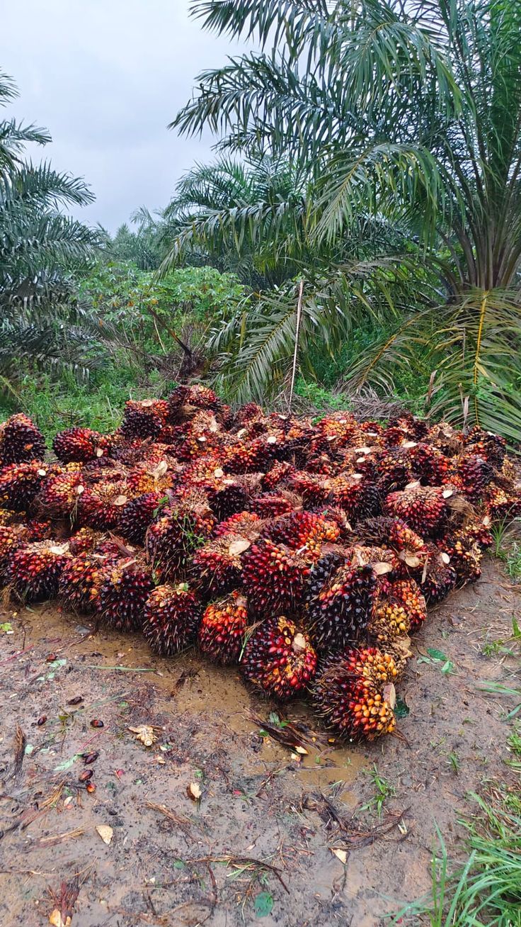 Harvest